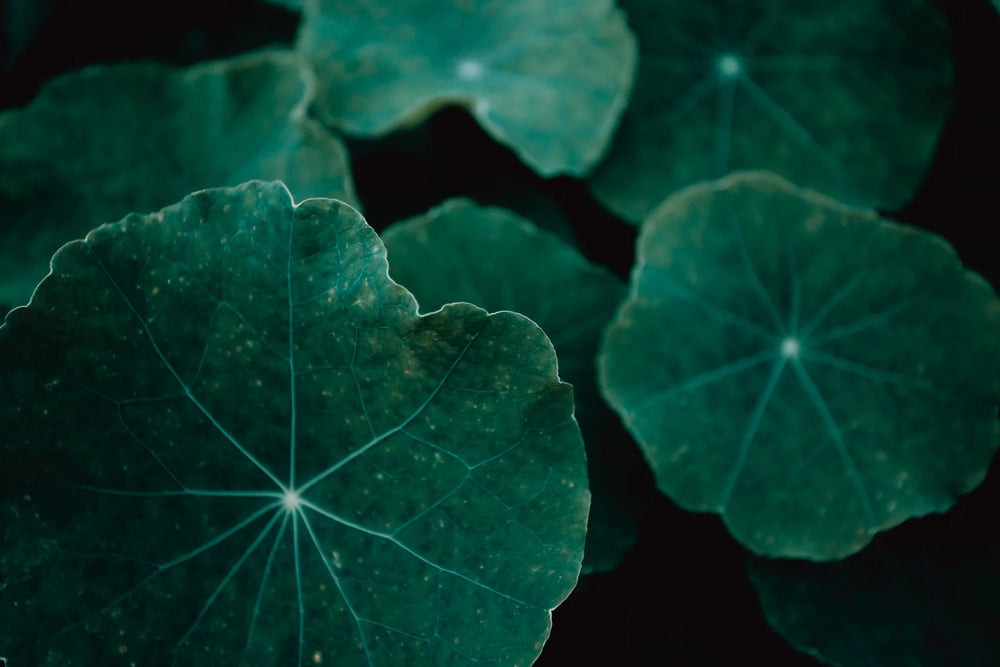 Gotu Kola Thee