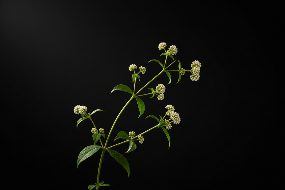 Suma Root Extract Powder