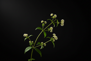 Suma Wortel Extract Poeder