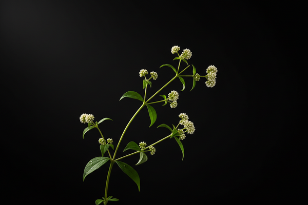 Suma Wortel Extract Poeder